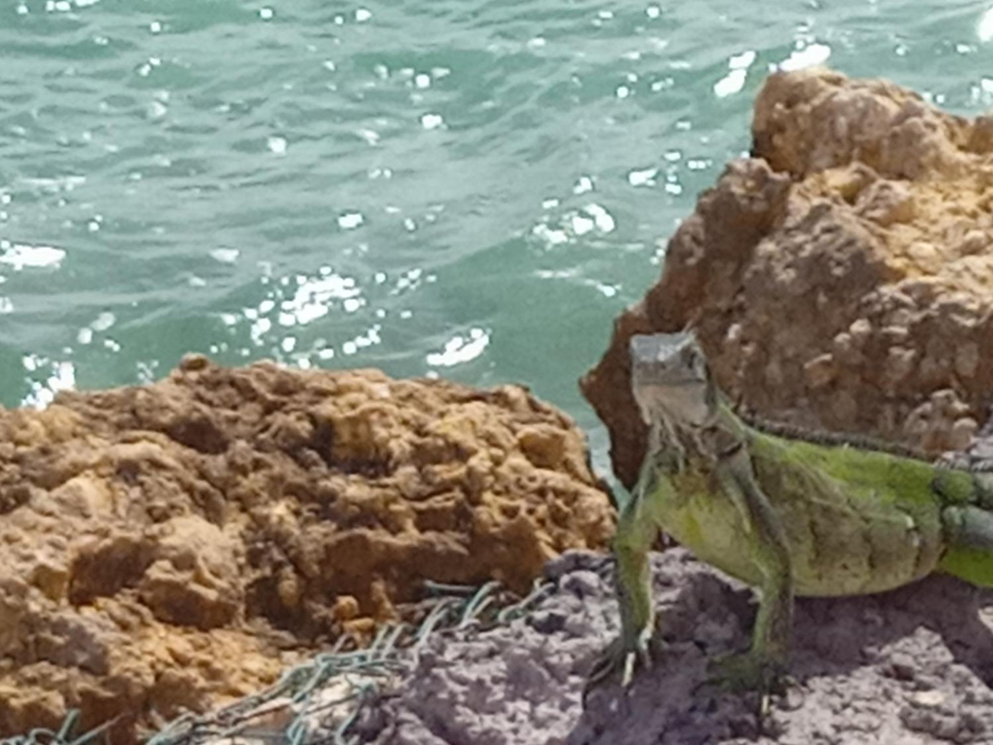 Apartament Les Pieds Dans L'Eau Chez Syl Le Moule Zewnętrze zdjęcie
